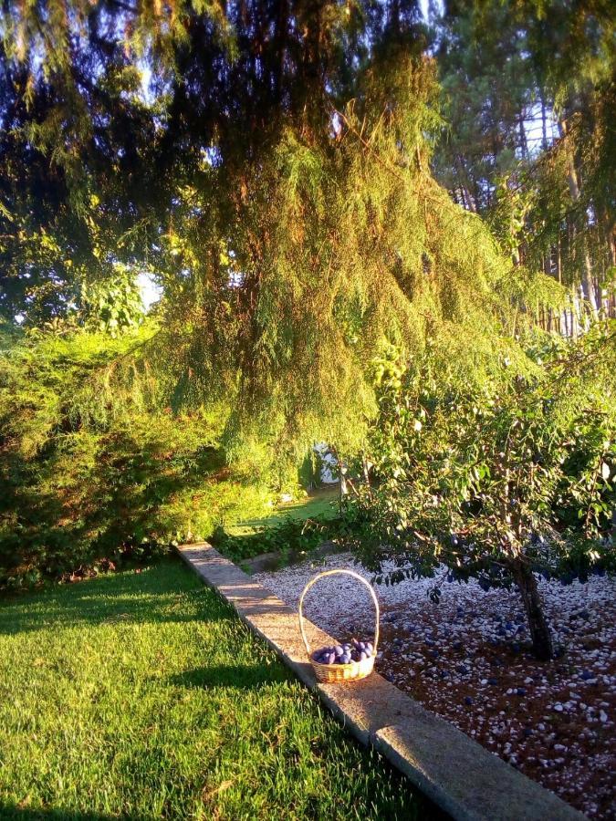Vila Pinheirinhos - Quinta De Sao Caetano Carapito Exteriér fotografie